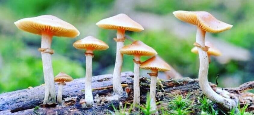 Psilocibina y psicoterapia: cuando la clínica nos pide estar más cerca ~ Nota en THC